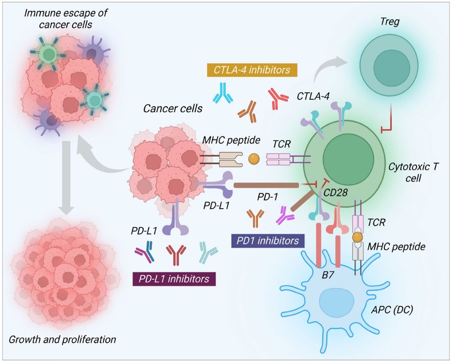 Fig.1 Immune escape mechanism of breast cancer cells and therapeutic role of immune checkpoint inhibitors in breast cancer treatment.