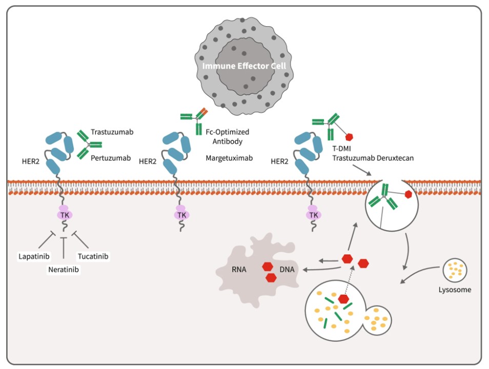 Fig.1 Action mechanism of anti-HER2 antibody therapy for treating breast cancer.
