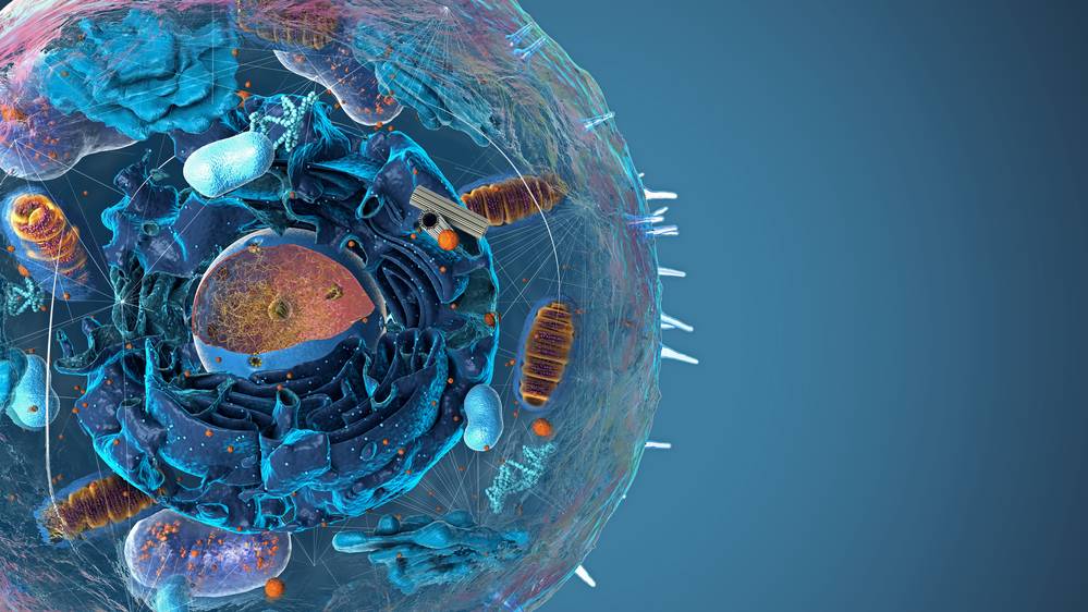 Cell organelle marker illustration for antibody localization research (Creative Biolabs Authorized)
