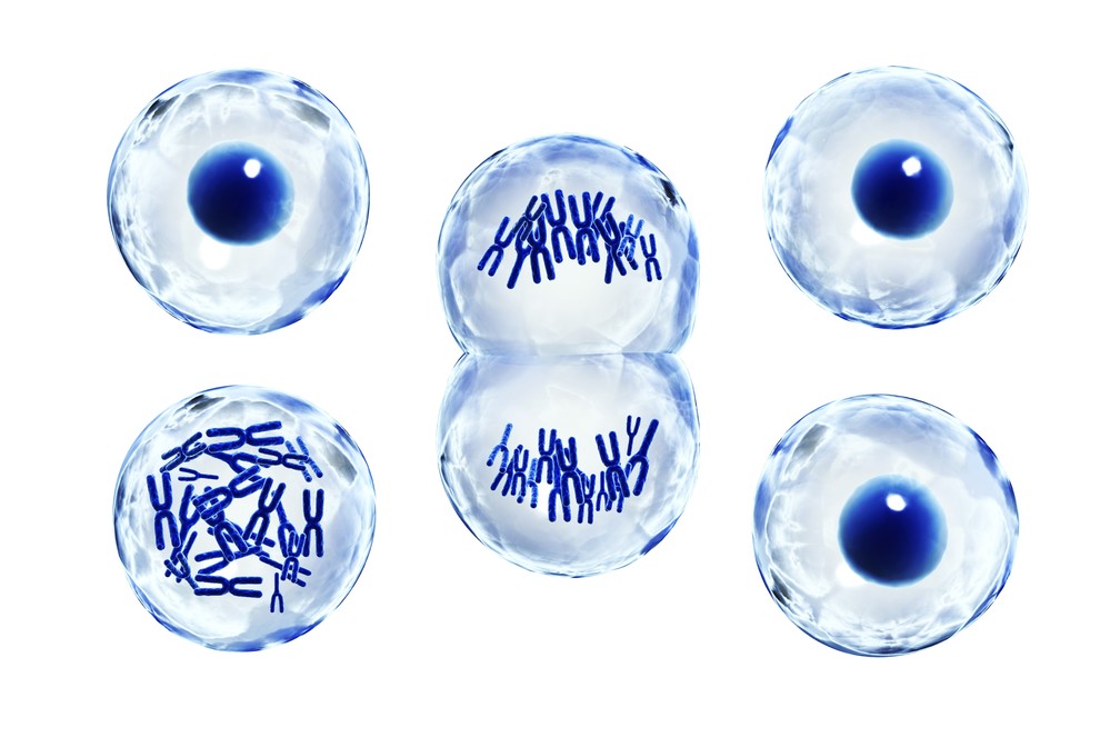 Cell cycle progression and checkpoint illustration for antibody research (Creative Biolabs Authorized)