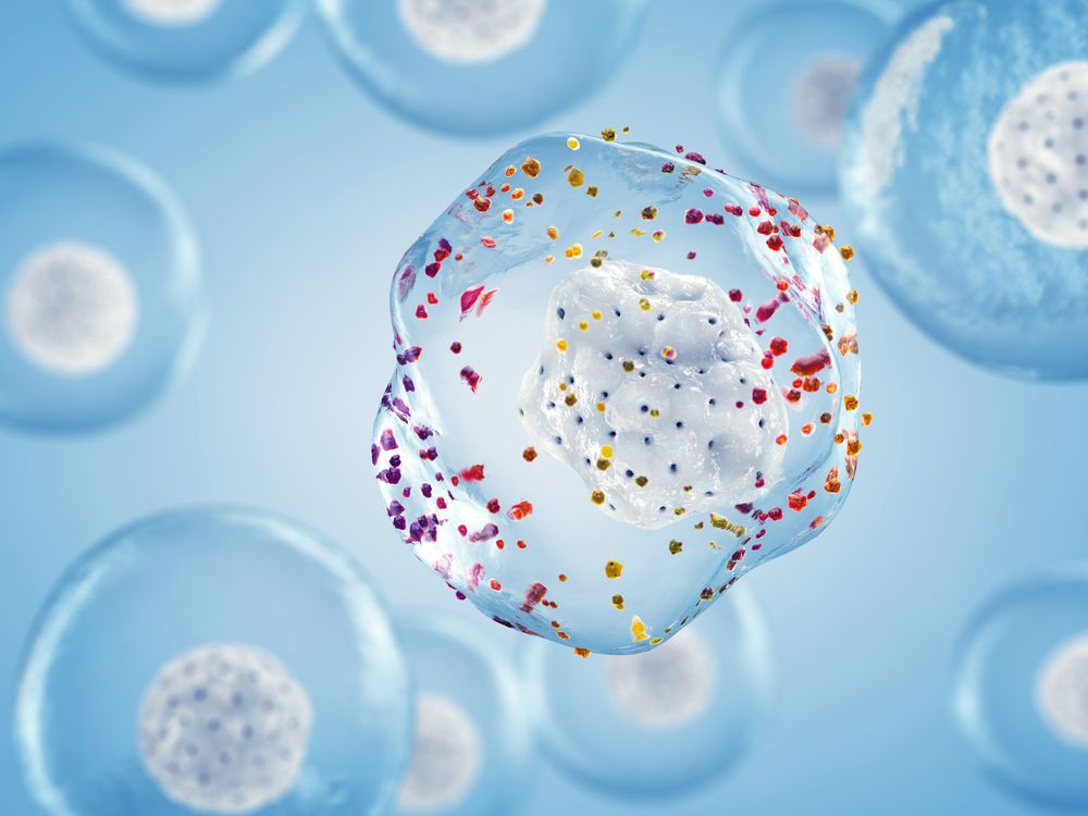 Cellular senescence and stress response illustration for antibody research (Creative Biolabs Authorized)