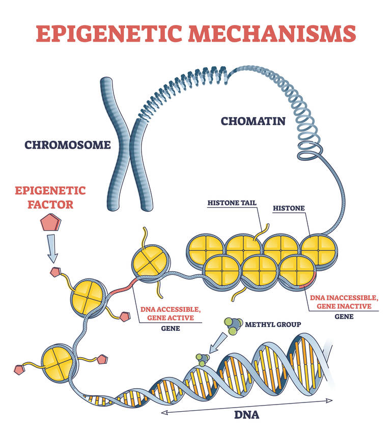 Histone mark and chromatin modification illustration for antibody research (Creative Biolabs Authorized)