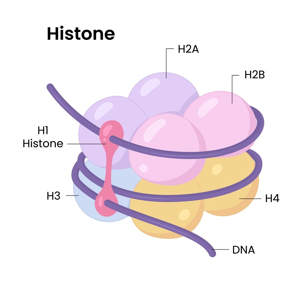 Epigenetic writers, erasers, and readers illustration for antibody research (Creative Biolabs Authorized)