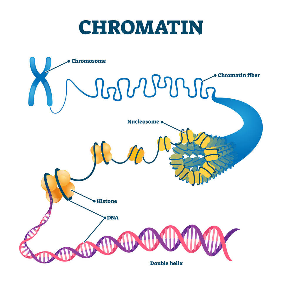 Chromatin remodeling complex illustration for antibody target exploration (Creative Biolabs Authorized)