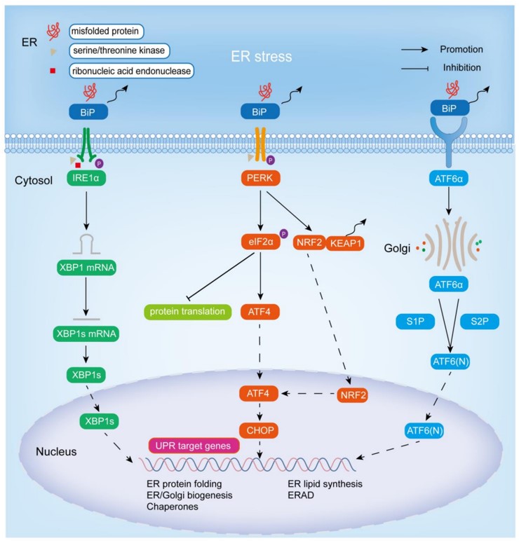UPR Pathway