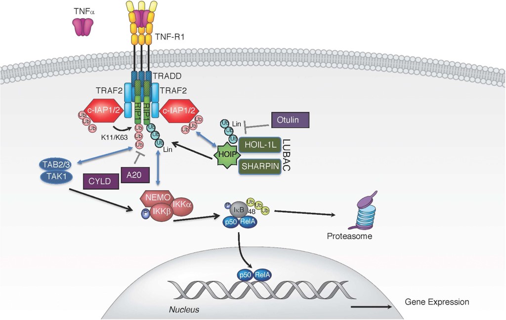 TNF Pathway