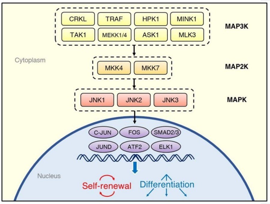 JNK Pathway