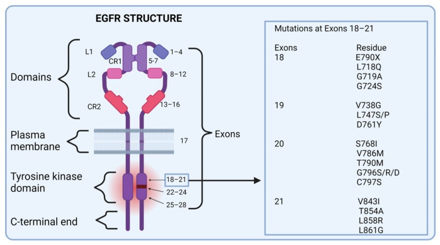 EGF-1. (OA)