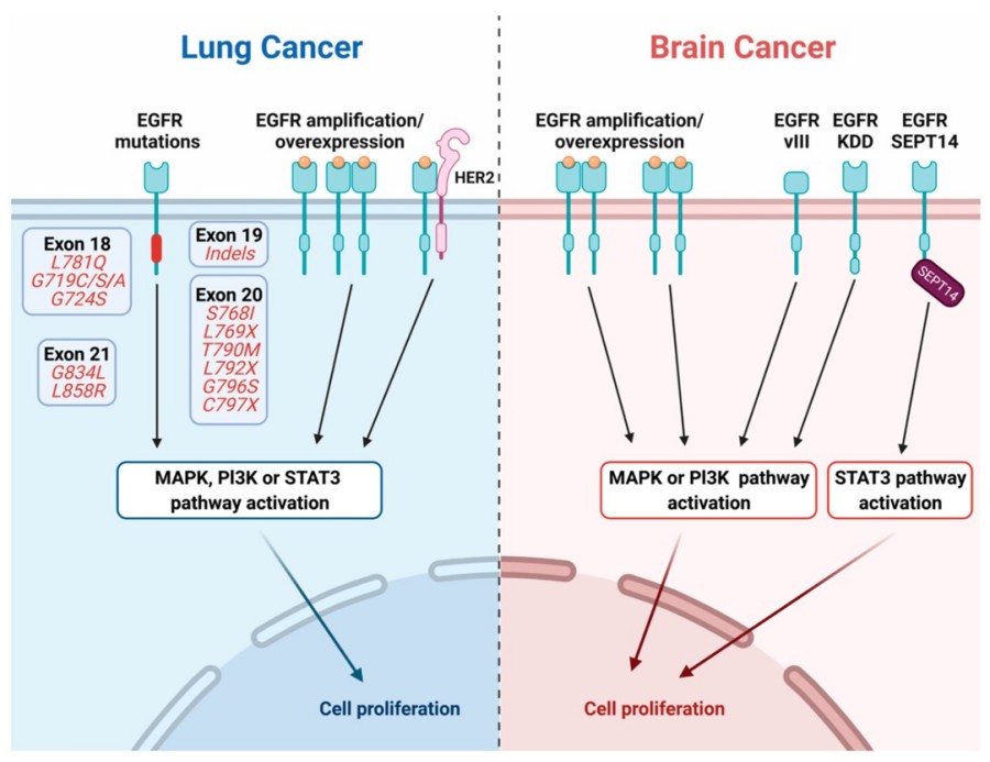 EGF Pathway