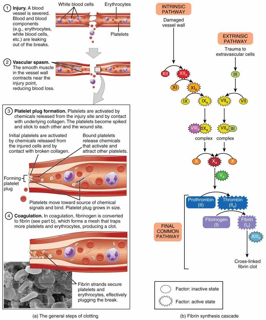 Blood Coagulation & Pathway