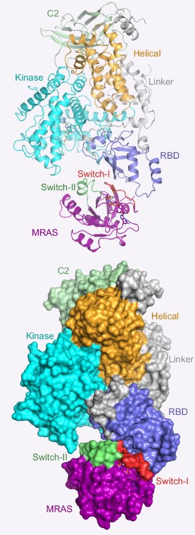 Fig. 1:Domain organization and crystal structure of MRAS. (OA Literature)