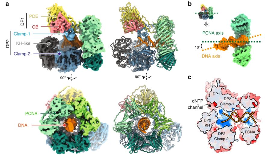 Fig. 1:ryo-EM structure of the DNA-bound PolD–PCNA processive complex. (OA Literature)