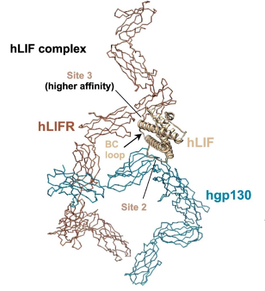 Fig. 1:Structural comparison of hLIF complex. (OA Literature)