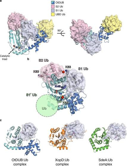 Fig. 1:OtDUB1-259-ubiquitin crystal complex reveals three distinct ubiquitin-binding sites. (OA Literature)
