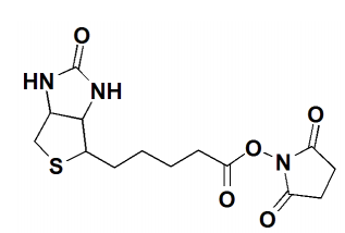 The structure of NHS-Biotin. 