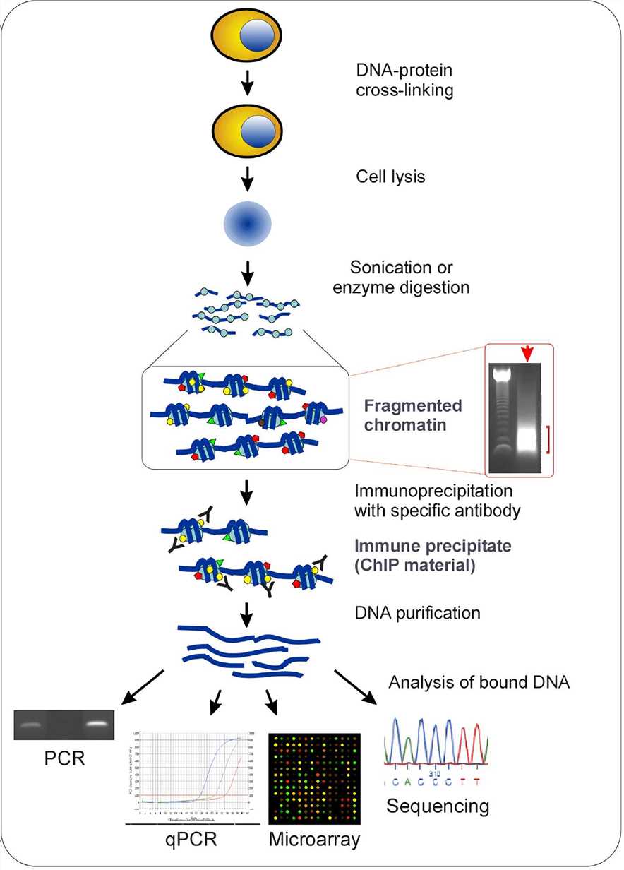 The ChIP assay workflow.