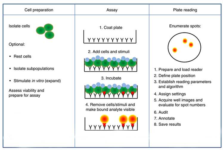 enzyme-linked-immunospot-elispot-creative-biolabs