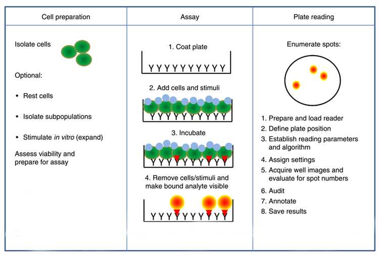 Three stages of an ELISpot experiment.