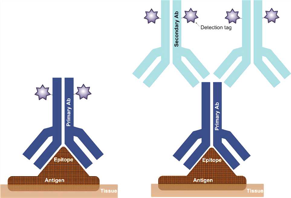 Immunohistochemistry (IHC) Creative Biolabs