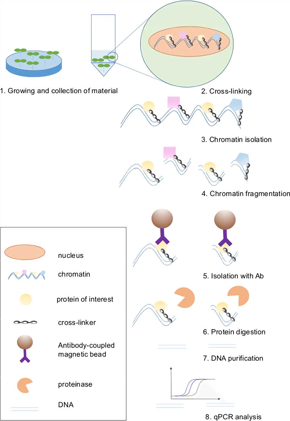 Immunoprecipitation (IP) Creative Biolabs