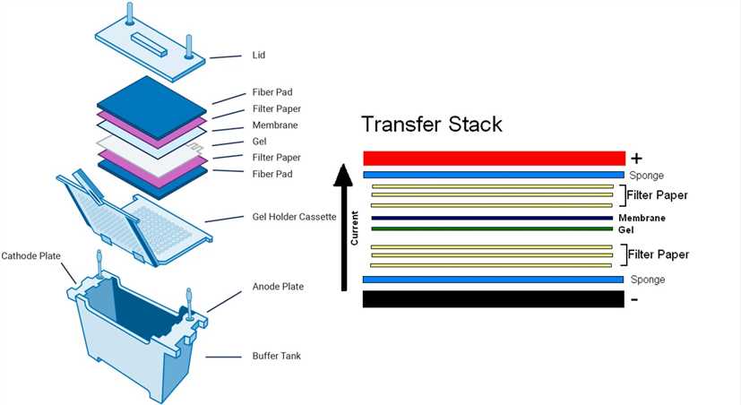 western blot sandwich order western blot sandwich order