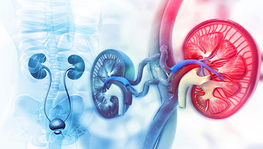 Renal Cell Cancer Overview - Signaling Pathway