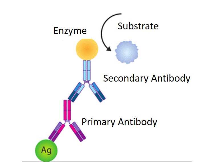 Second Antibodies & Isotype Controls