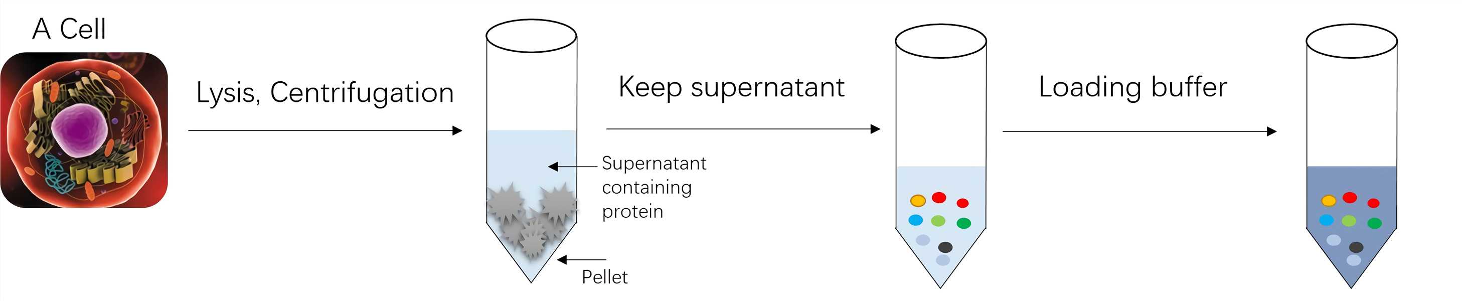 Sample Preparation