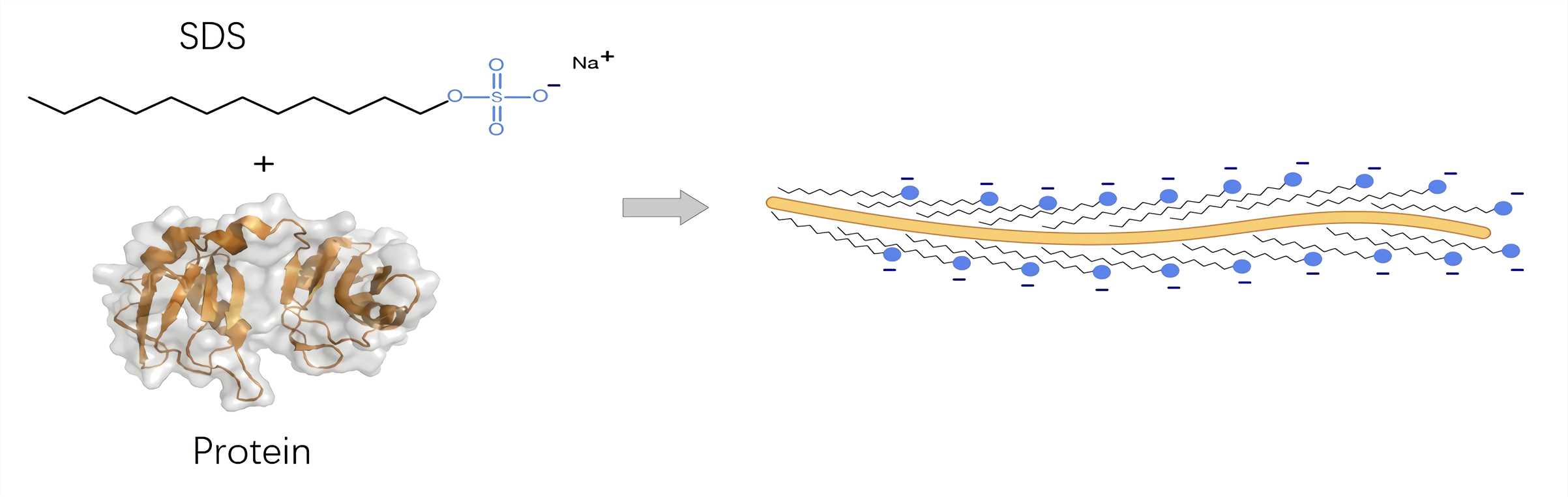 Fig.1 Bir proteinin SDS ile denaturasyonu. (https://tr.wikipedia.org/wiki/SDS-PAGE#/media/Dosya:Protein-SDS_interaction.png)