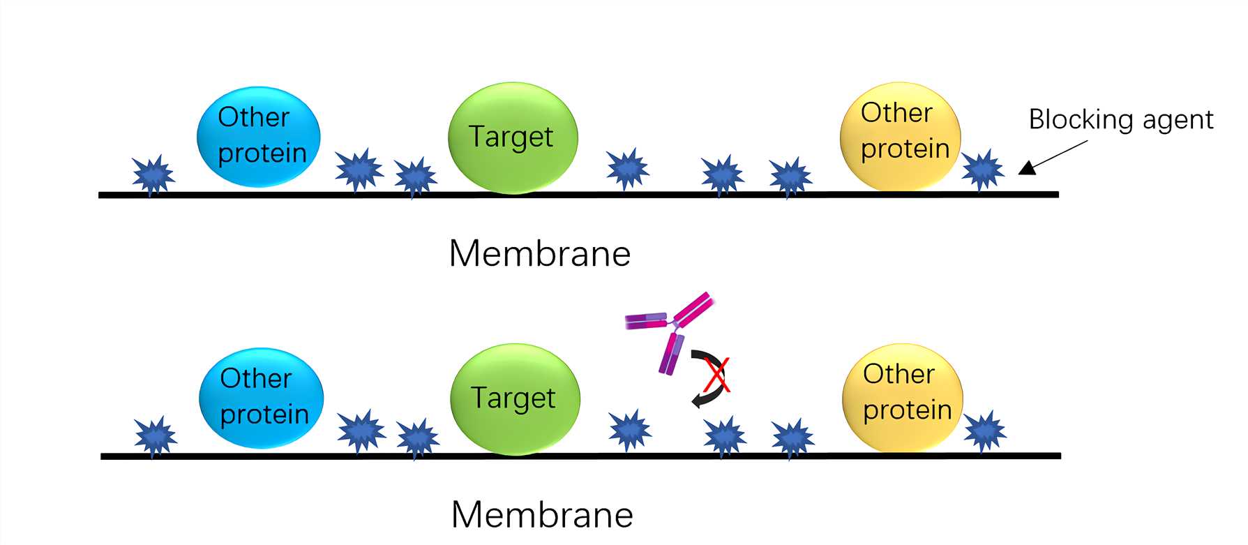 Immunoblotting