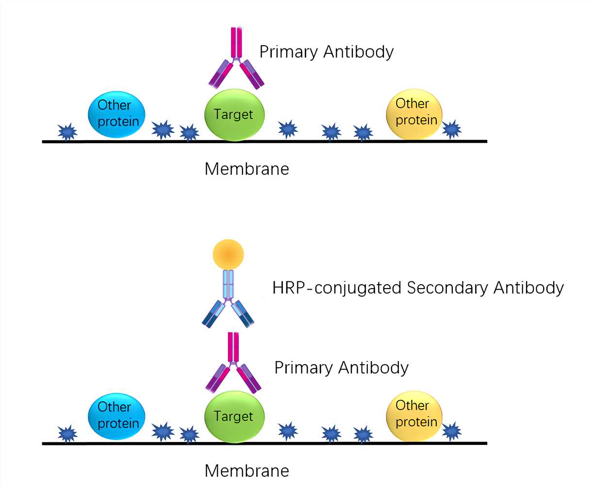 Western Blot Illustrated Assay Creative Biolabs