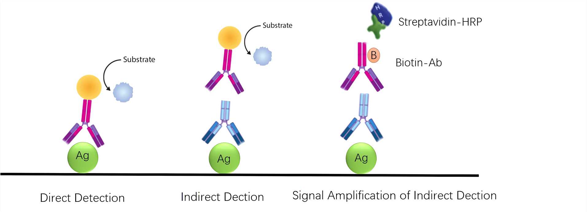 using western blot technique