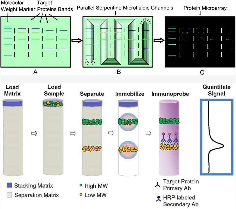 Examples of microfluidic design and on-capillary protein immobilization approaches. 