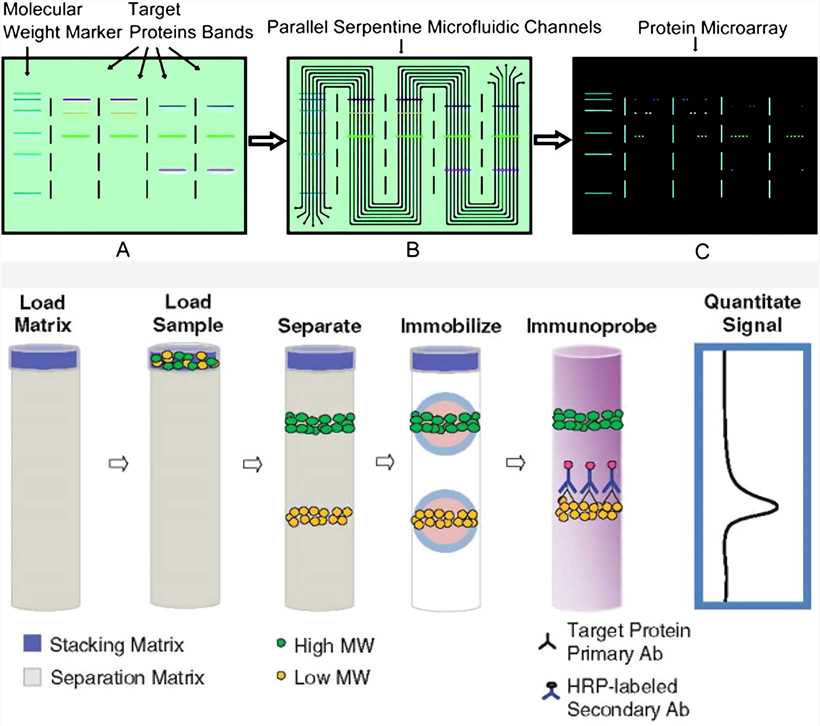 western blot troubleshooting western blot troubleshooting