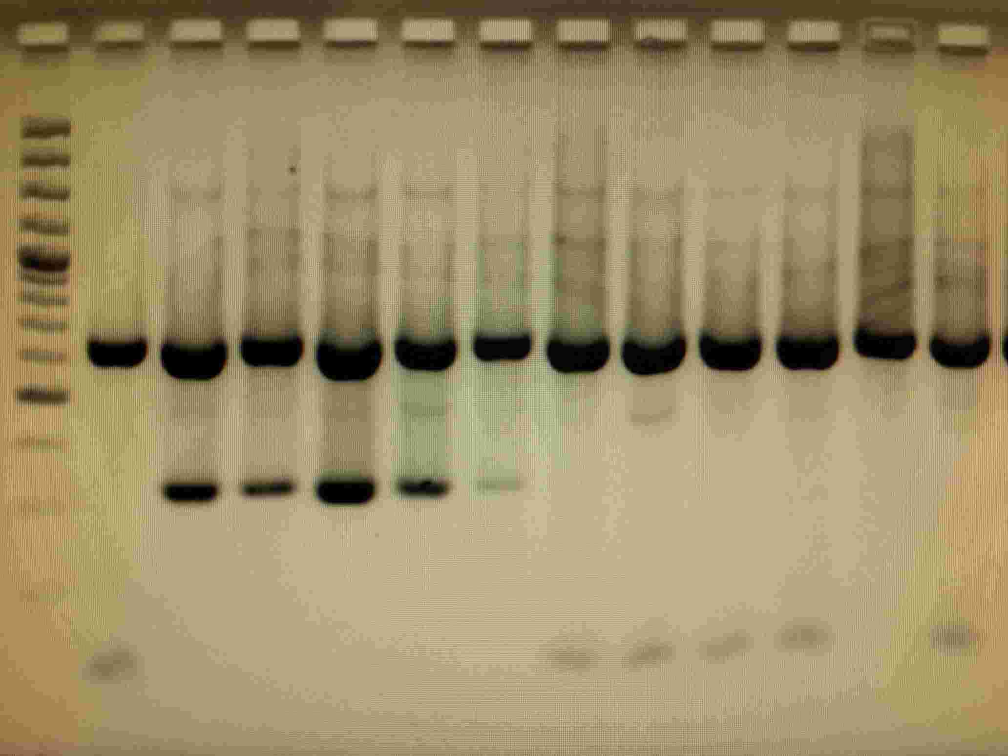 Western Blot (WB)