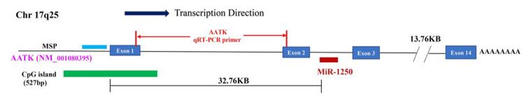 Fig. 1 Diagram showing the AATK gene, CpG island, miR-1250, and associated PCR targets.