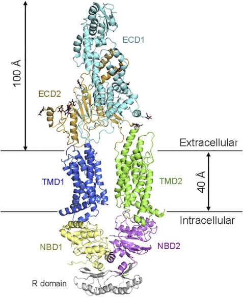 Fig. 1:Structure of human ABCA1 determined by single-particle cryoelectron microscopy.