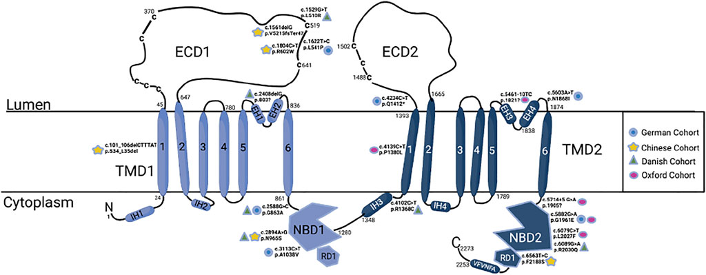 Fig. 1:ABCA4 molecular structure with the five most mutations from each cohort.