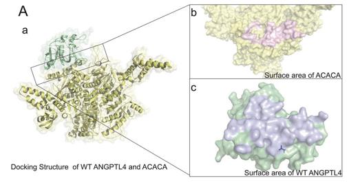 Fig. 1 Interaction docking structure between wild-type ANGPTL4 and ACACA.