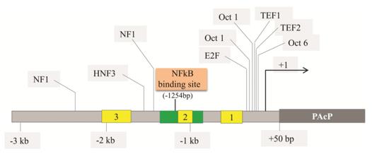 Fig. 1 The schematic representation of the PAcP gene promoter. (OA Literature)