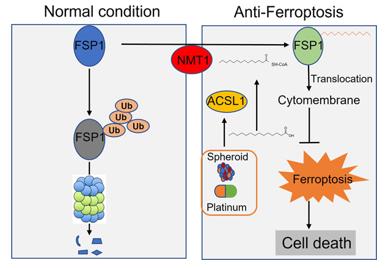 ACSL1 involvement in anti-ferroptosis in ovarian cancer. (OA Literature)