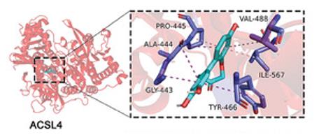 Fig. 1 Molecular docking performed the binding pose details between PrA and ACSL4.1