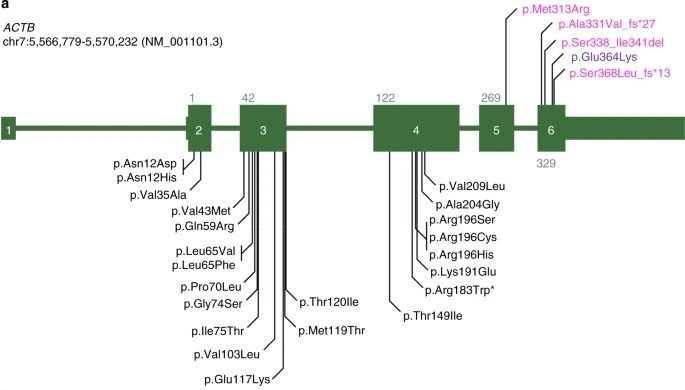 Fig. 1:Changes in the structure of myoglobin.