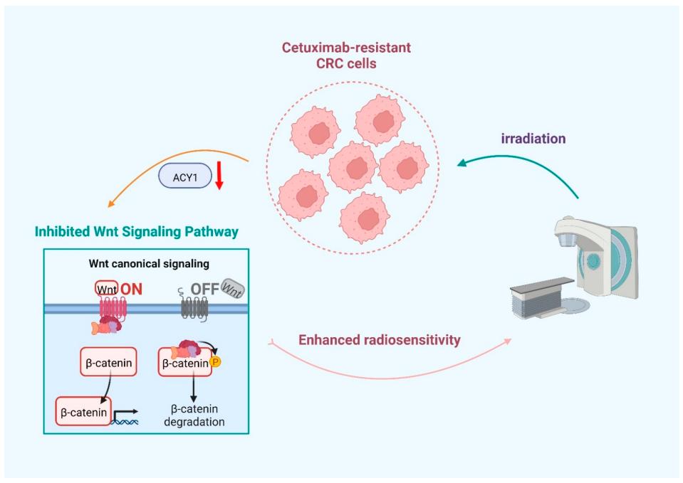 ACY1 inhibition radiosensitizes CRC.