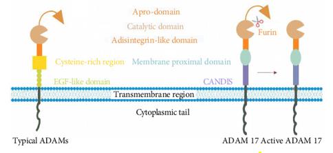 The structure of classical ADAMs and ADAM17. (OA Literature)