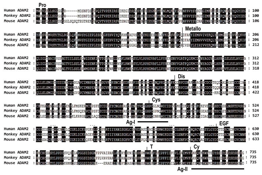 Comparison of amino acid sequences of mammalian ADAM2.