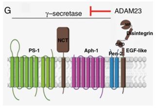 Schematic diagram of the membrane topology of the ADAM23 and GS. (OA Literature)