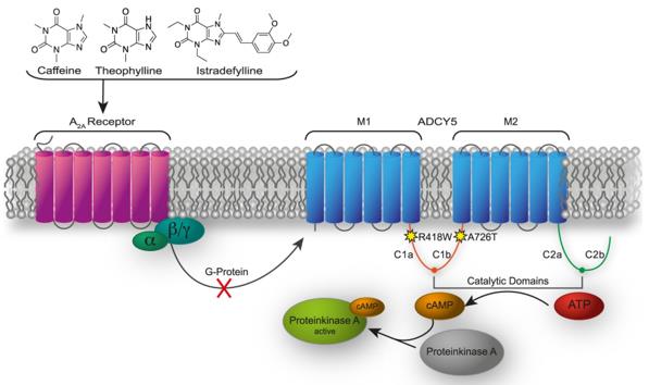 Urine Derivatives Inhibit ADCY5 Activity by Blocking the A2A Receptor. (OA Literature)