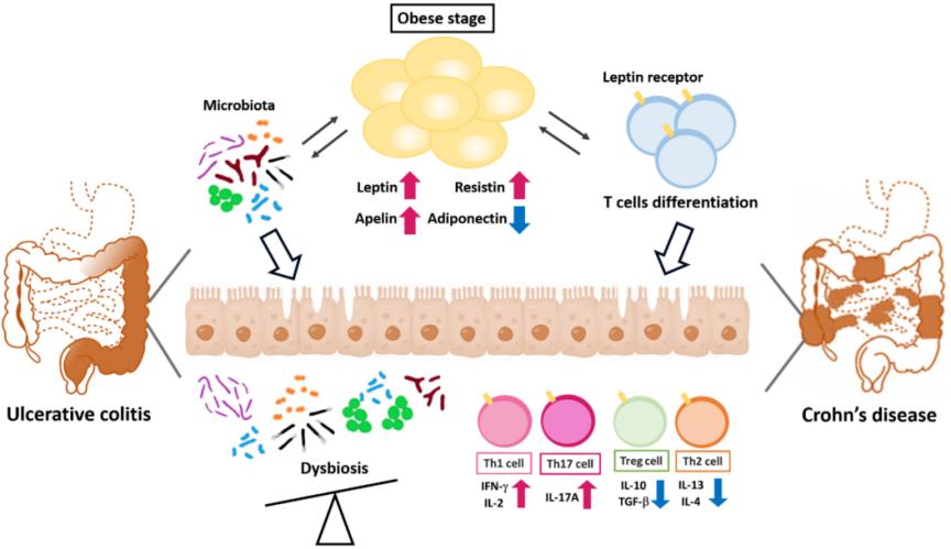 Fig. 1:Adipokines modulate T-helper cell polarity in adipose and colonic tissues.