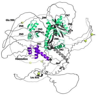 3D structure of ADNP retrieved from Alphafold database.